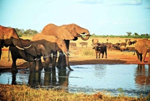 Mombasa: 4 días de safari en Tsavo East con observación de animales