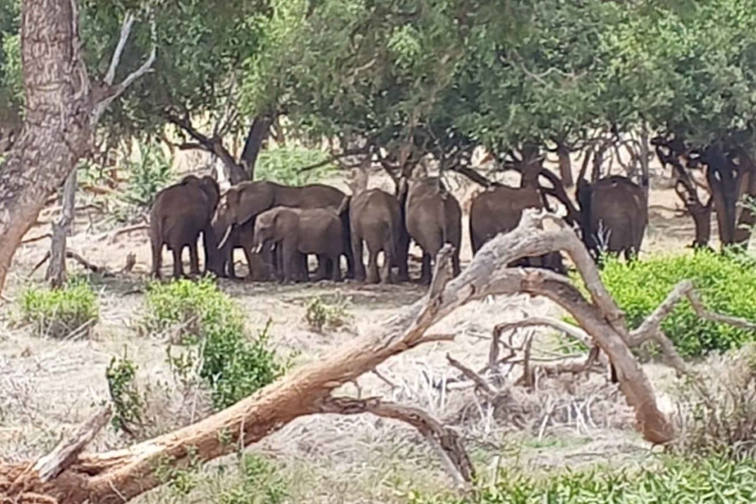 Mombasa: 4-daagse safari naar Tsavo East, Tsavo West en Amboseli