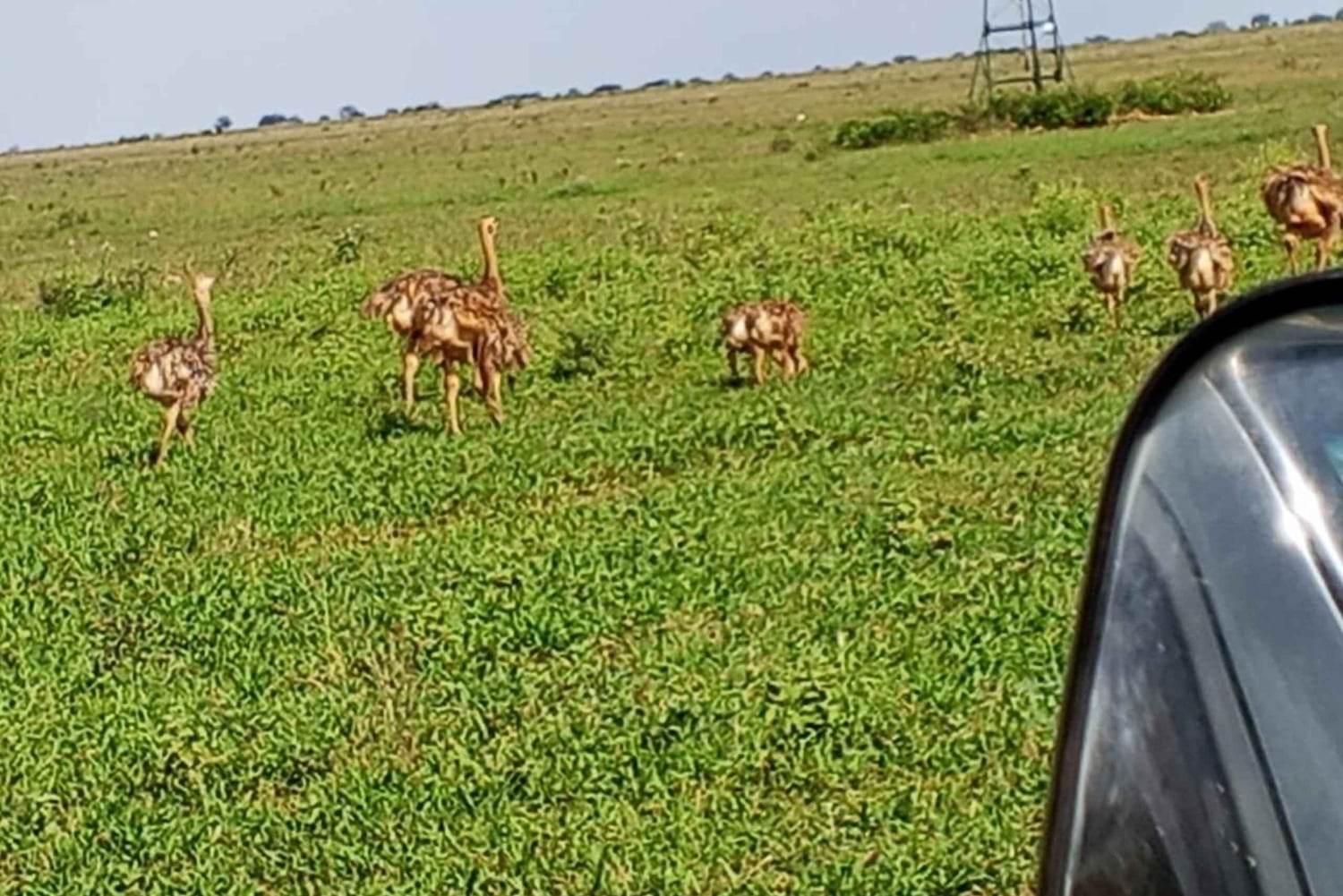 Mombasa: 4-daagse safari naar Tsavo East, Tsavo West en Amboseli