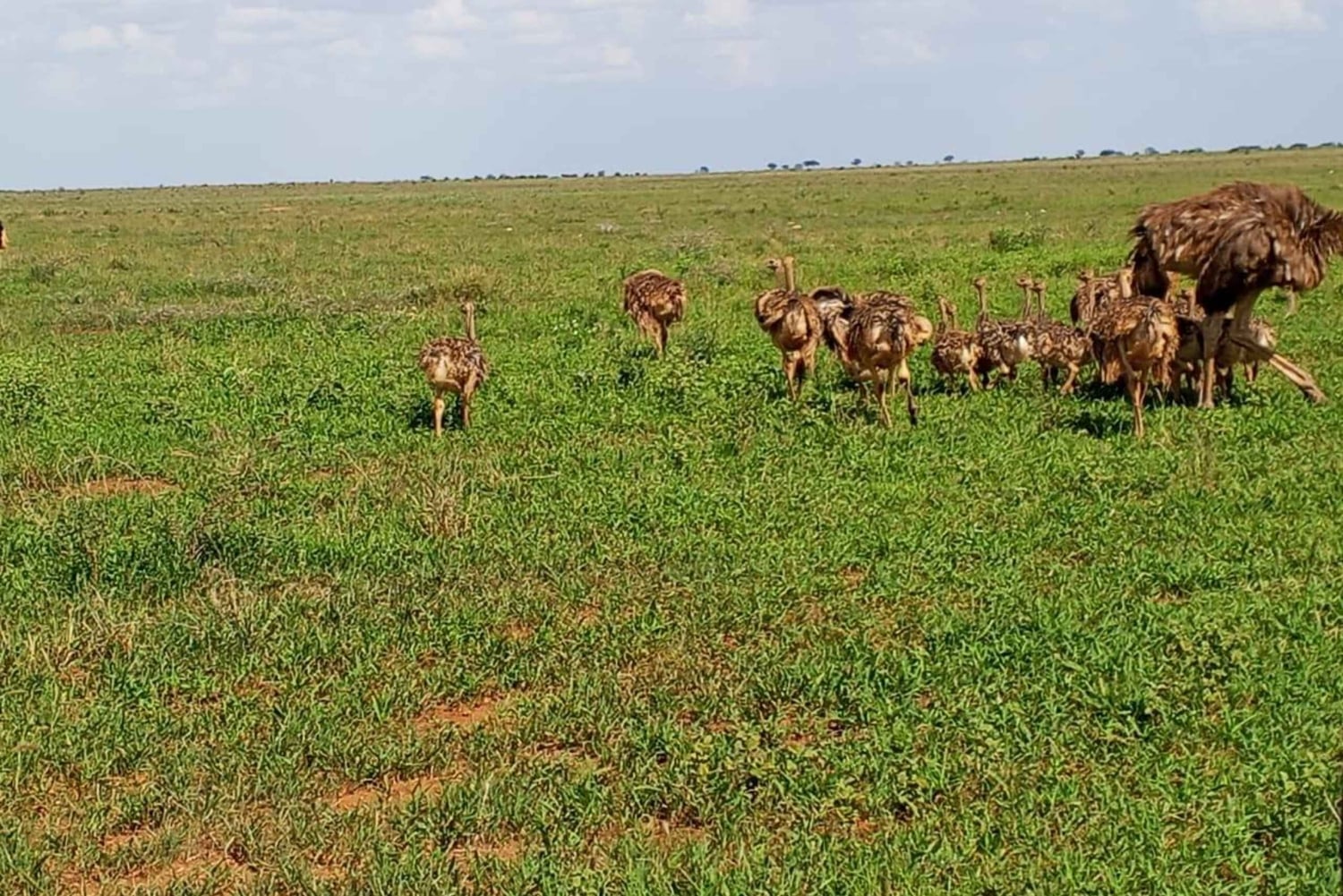Mombasa: 4-daagse safari naar Tsavo East, Tsavo West en Amboseli