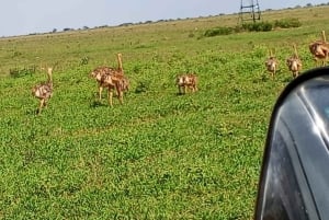 Mombasa: 4-daagse safari naar Tsavo East, Tsavo West en Amboseli