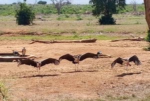 Mombasa: 4-daagse safari naar Tsavo East, Tsavo West en Amboseli