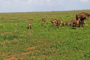 Mombasa: 4-daagse safari naar Tsavo East, Tsavo West en Amboseli