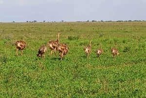 Mombasa: 4-daagse safari naar Tsavo East, Tsavo West en Amboseli