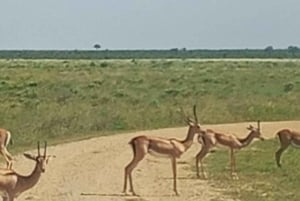 Mombasa: 4-daagse safari naar Tsavo East, Tsavo West en Amboseli