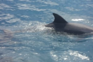 Mombasa Boat Rides: Swim with Dolphins