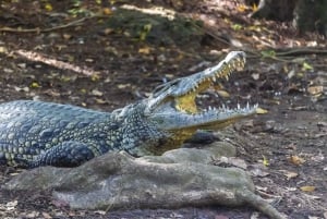 Mombasa City Tour: Fort Jesus Museum, Old Town & Haller Park