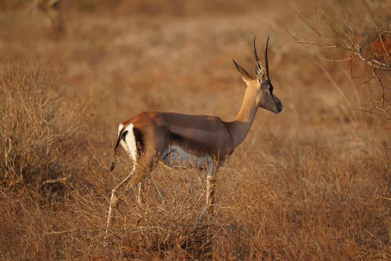 Mombasa: City Tour, Tsavo East Safari, and Beach Walk