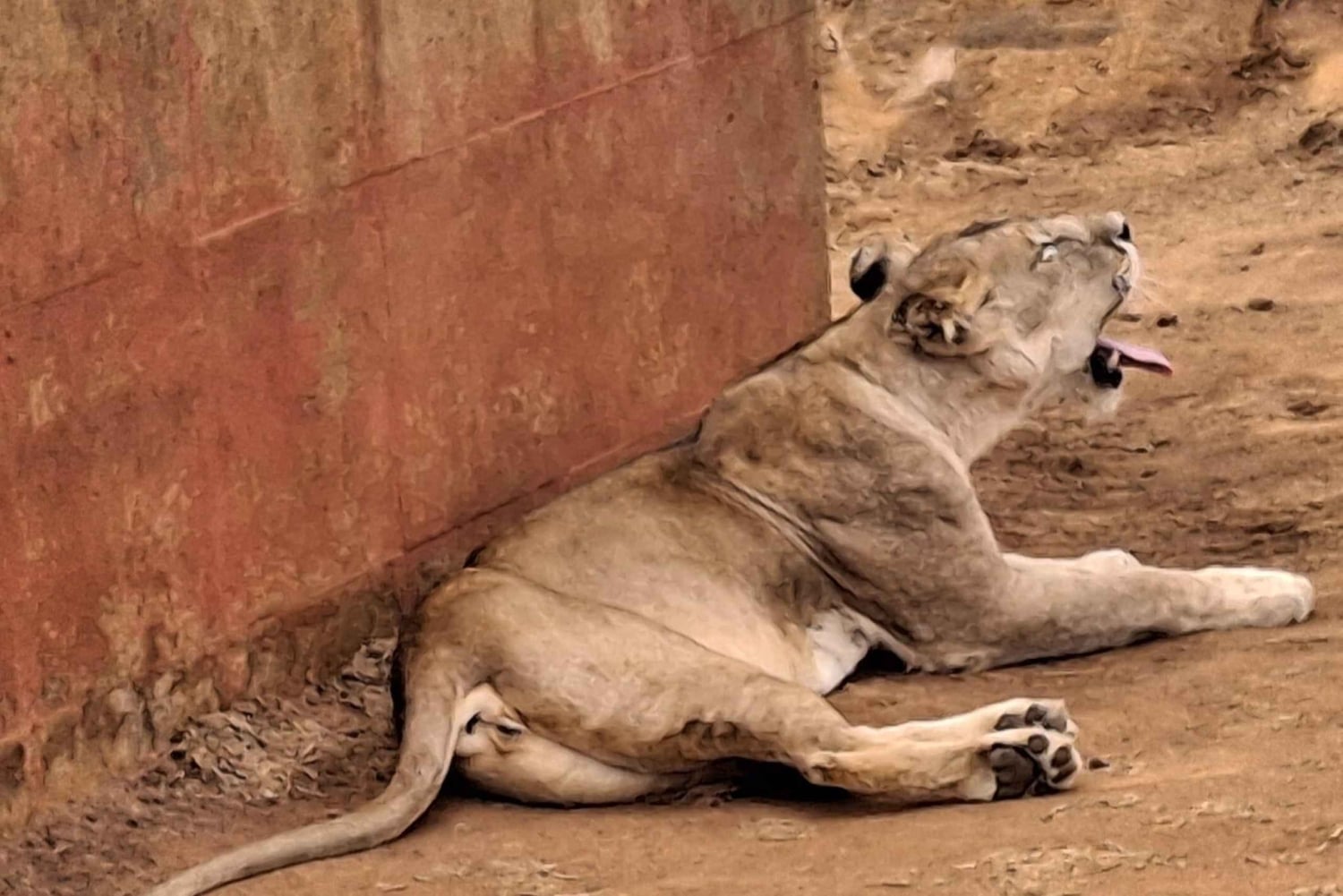 Mombasa: City Tour, Tsavo East Safari, and Beach Walk