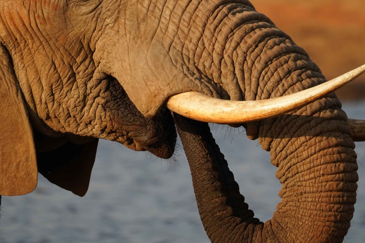 Mombasa: City Tour, Tsavo East Safari, and Beach Walk