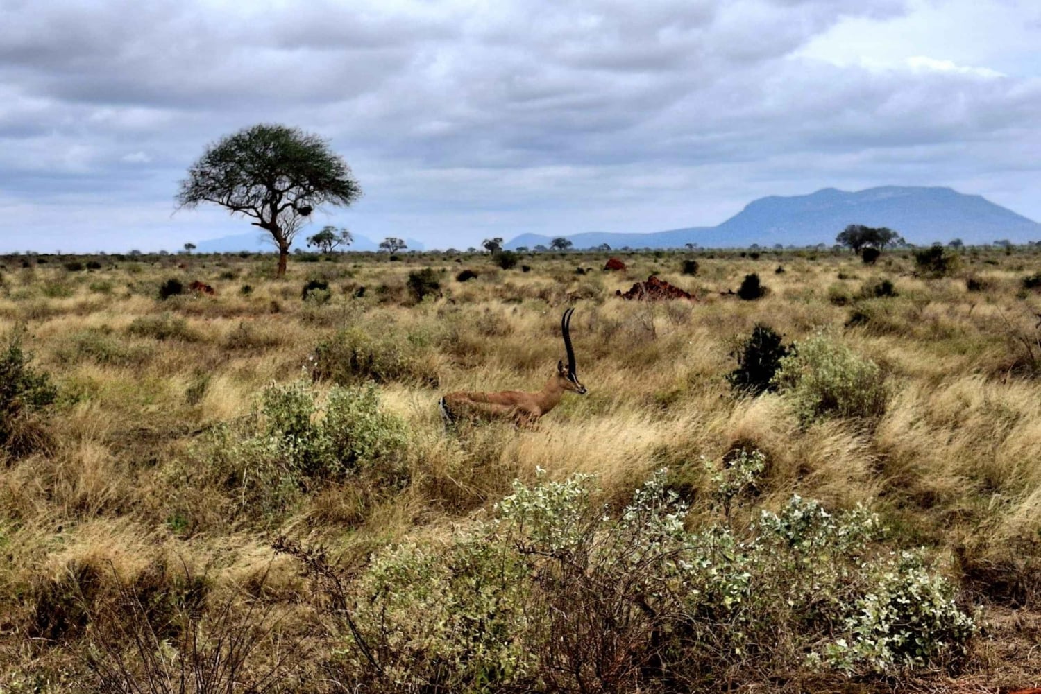 Mombasa: City Tour, Tsavo East Safari, and Beach Walk