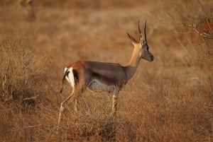 Mombasa: City Tour, Tsavo East Safari, and Beach Walk