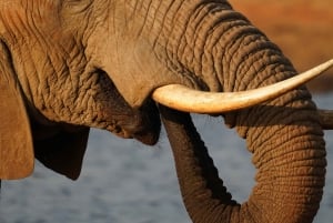 Mombasa: City Tour, Tsavo East Safari, and Beach Walk