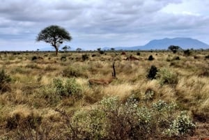 Mombasa: City Tour, Tsavo East Safari, and Beach Walk