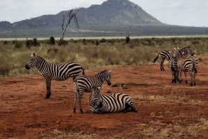 Mombasa: City Tour, Tsavo East Safari, and Beach Walk