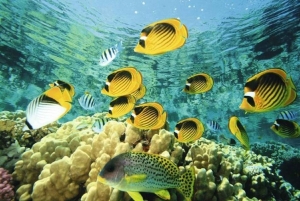 Mombasa: tour de la ciudad con el casco antiguo y el Fuerte Jesús.