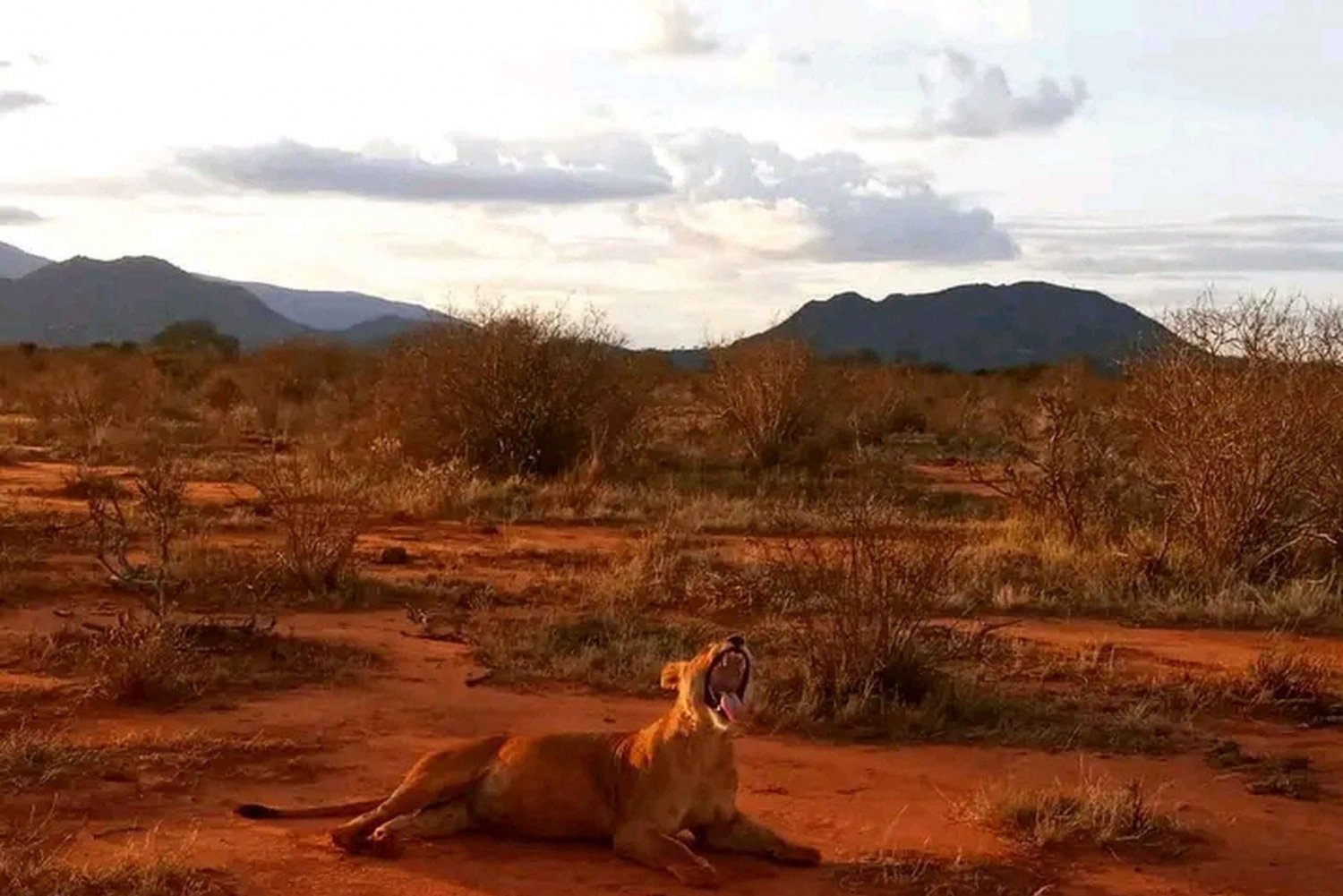 Mombasa/Diani: 2-päiväinen Tsavo Eastin kansallispuiston safari