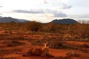 モンバサ/ディアニ: 2日間ツァボ東国立公園サファリ