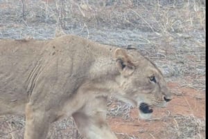 モンバサ/ディアニ: 2日間ツァボ東国立公園サファリ