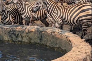モンバサ/ディアニ: 2日間ツァボ東国立公園サファリ