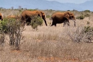 モンバサ/ディアニ: 2日間ツァボ東国立公園サファリ