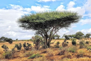 Mombasa/Diani: 2-Day Tsavo East & West Safari with Stay