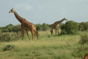 Mombasa/Diani: 2-Day Tsavo East & West Safari with Stay