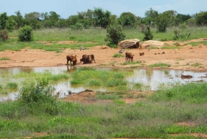Mombasa/Diani: 2-Day Tsavo East & West Safari with Stay