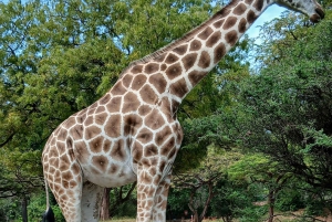 Mombasa/Diani: Uforglemmelig privat byrundvisning i Mombasa.