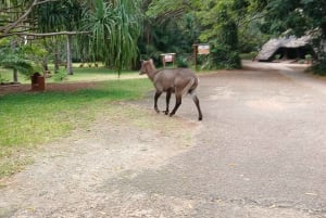 Mombasa/Diani: Uforglemmelig privat byrundvisning i Mombasa.