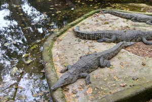 Mombasa/Diani: Niezapomniana prywatna wycieczka po mieście Mombasa.