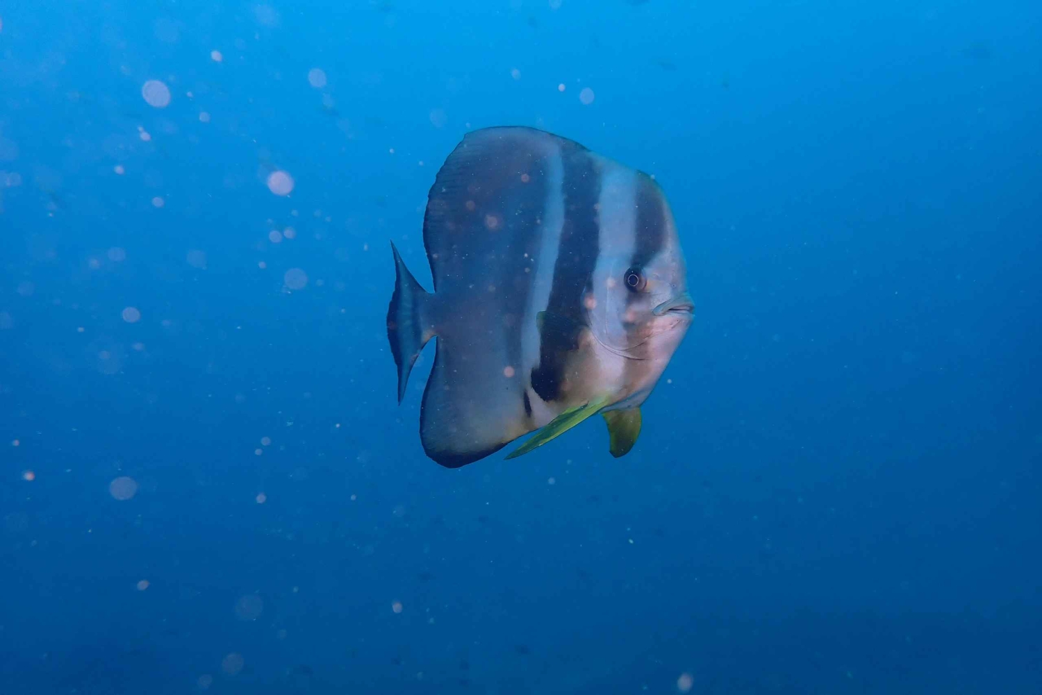 Mombasa: Experiencia de descubrimiento del buceo con guía PADI