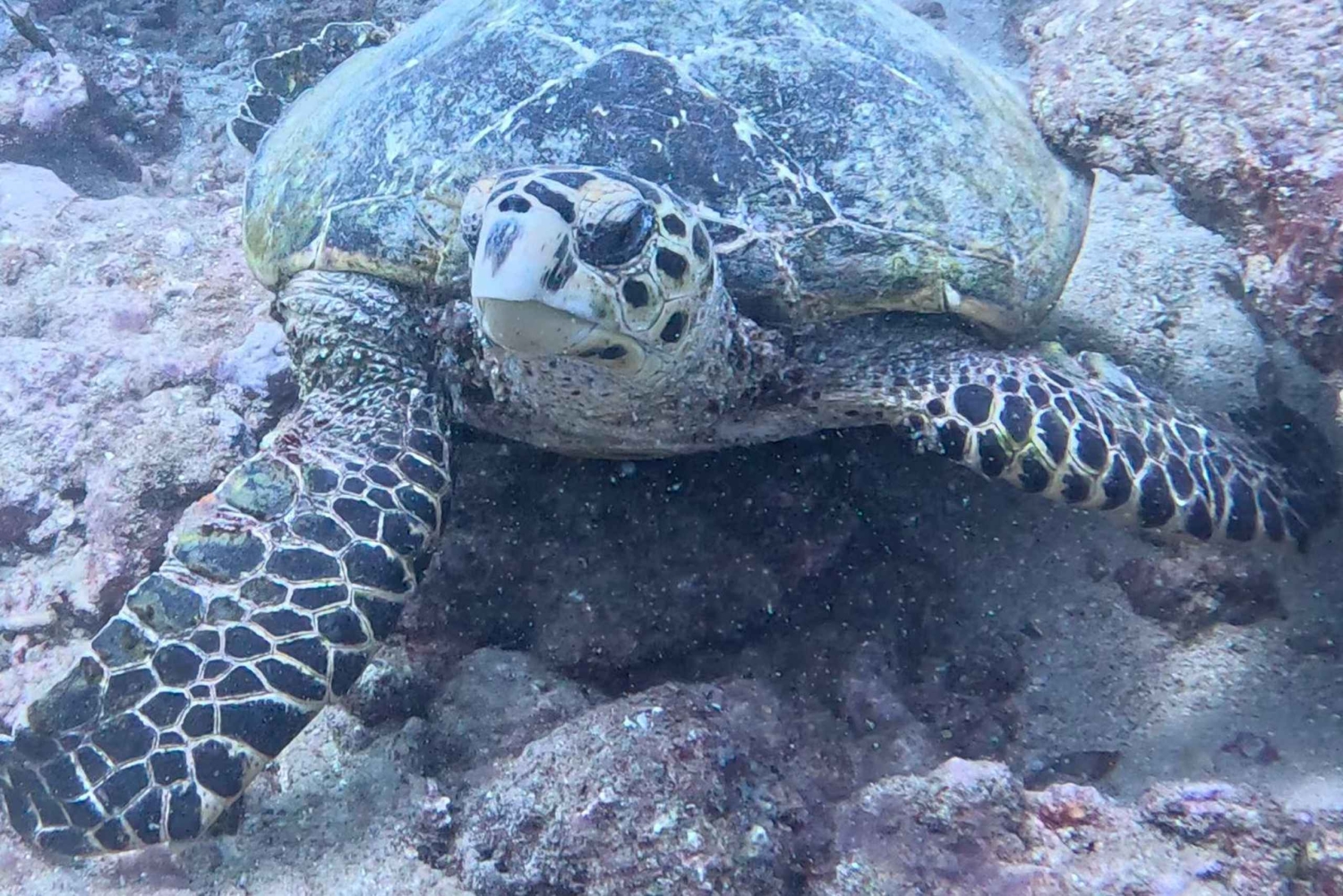 Mombasa: Experiencia de descubrimiento del buceo con guía PADI