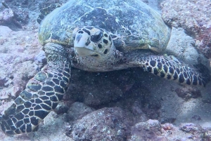 Mombasa: Experiencia de descubrimiento del buceo con guía PADI
