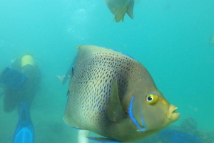 Mombasa: Experiencia de descubrimiento del buceo con guía PADI