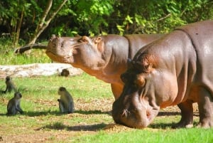 モンバサディスカバリーデイツアーとハラーパーク