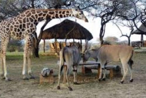 モンバサディスカバリーデイツアーとハラーパーク