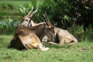 モンバサディスカバリーデイツアーとハラーパーク