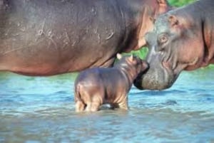モンバサディスカバリーデイツアーとハラーパーク