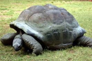 モンバサディスカバリーデイツアーとハラーパーク