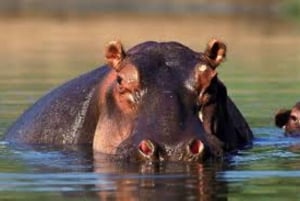 モンバサディスカバリーデイツアーとハラーパーク