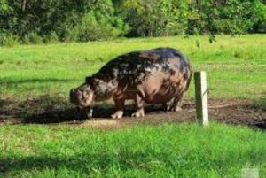 モンバサディスカバリーデイツアーとハラーパーク