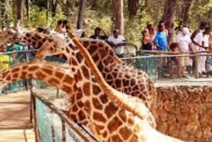 Mombasa: Discovery Day Tour and Haller Park