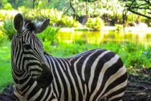 Mombasa: Discovery Day Tour and Haller Park