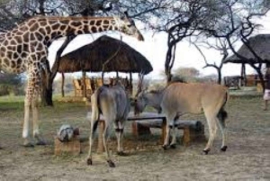 Mombasa: Dagstur på oppdagelsesferd og Haller Park