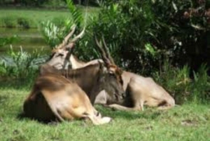 Mombasa: Dagstur på oppdagelsesferd og Haller Park