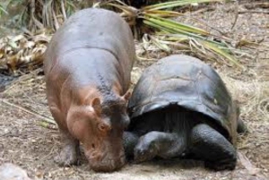 Mombasa: Dagstur på oppdagelsesferd og Haller Park