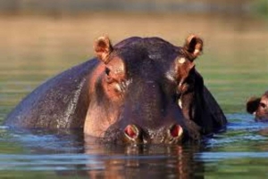 Mombasa: Dagstur på oppdagelsesferd og Haller Park