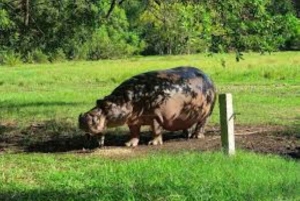 Mombasa: Dagstur på oppdagelsesferd og Haller Park