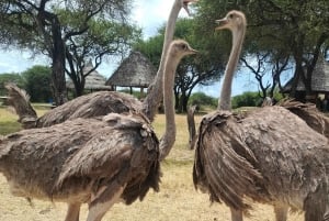 Mombasa : visite guidée du Fort Jesus, de la vieille ville et de la faune